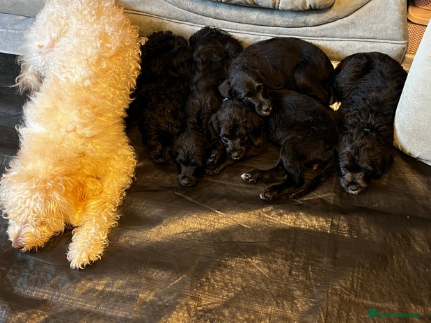 Mixed Breed dogs - Advert 2