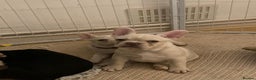 French Bulldog dogs for sale: 5 beautiful French bulldog puppies  - Advert 6