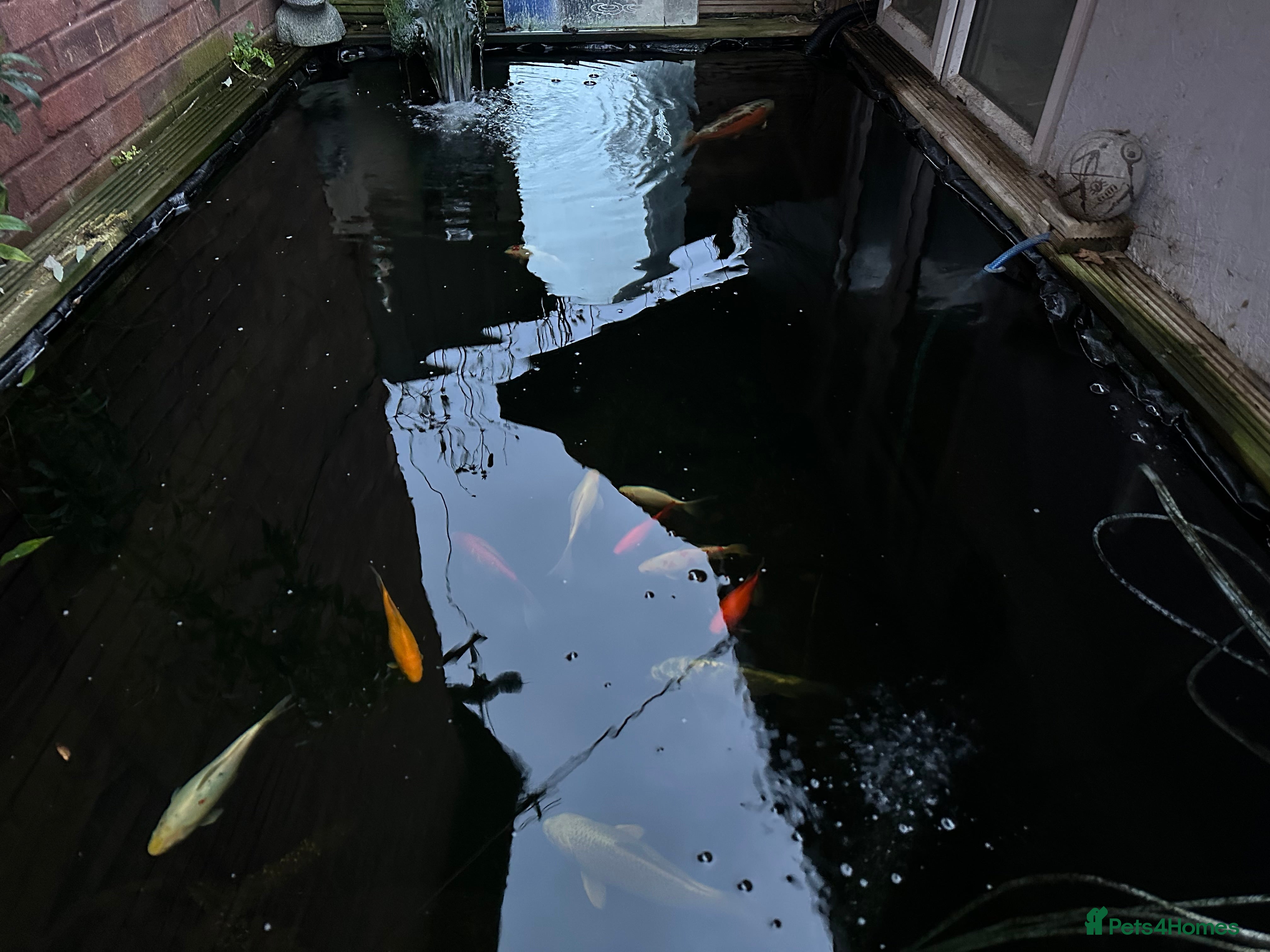 Koi Carp fish selling complete set up - Advert 1