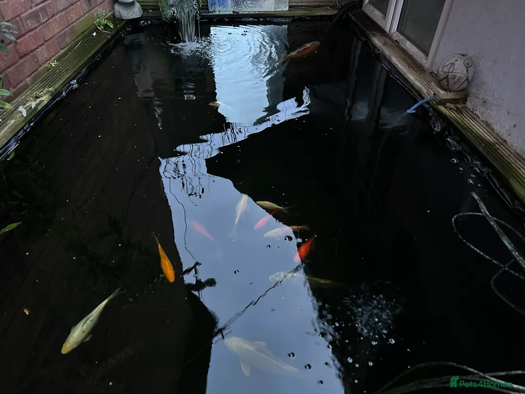 Koi Carp fish for sale: selling complete set up - Advert 1