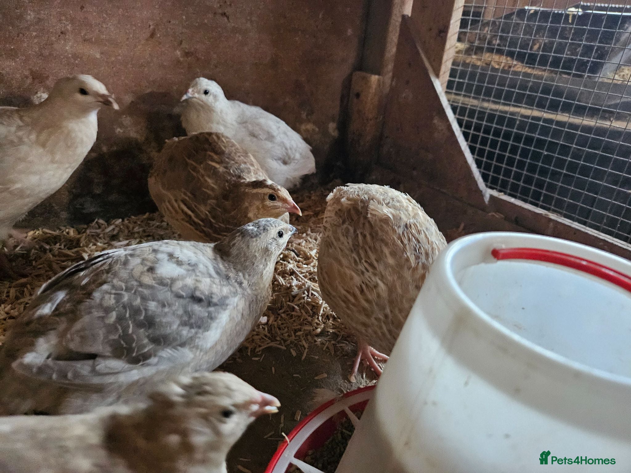 Quail poultry Coturnix quail group - 8 females, 1 male - Advert 22