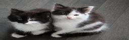 British Longhair cats for sale: Black and white kitten in Stockport - Advert 10