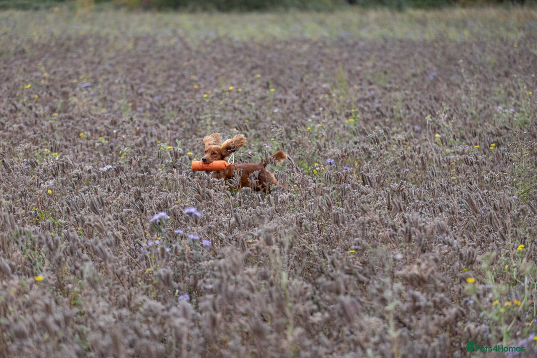Cocker Spaniel dogs for stud: For Stud - Camsiscan Solaris Samurai  - Image 4