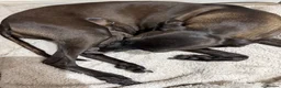 Italian Greyhound dogs for sale: Beautiful Italian Greyhound Puppy 1 Girl Available - Advert 2