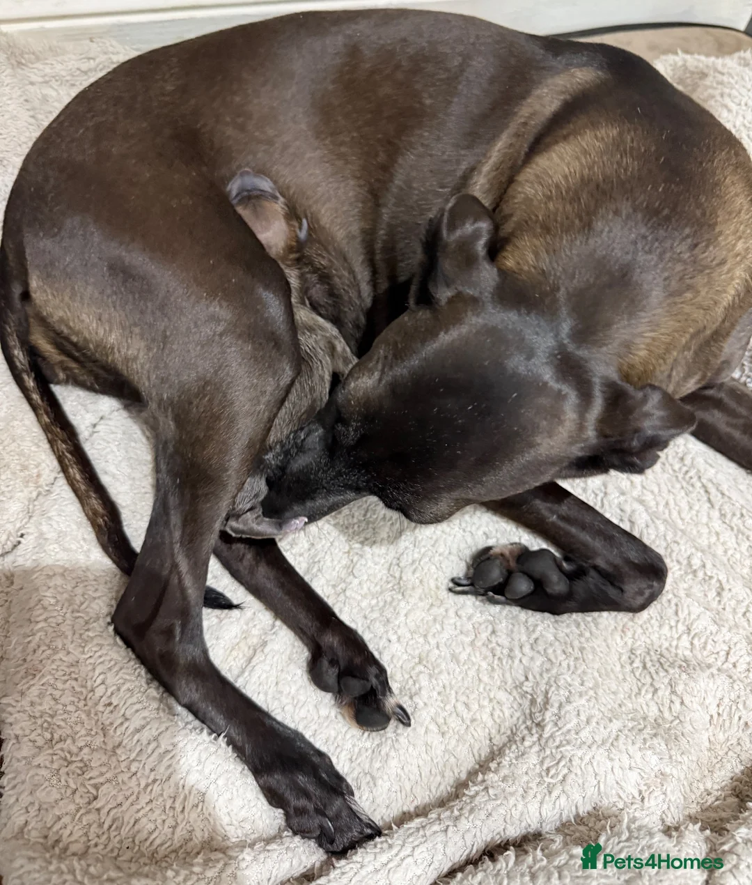Italian Greyhound dogs for sale: Beautiful Italian Greyhound Puppy 1 Girl Available - Advert 2