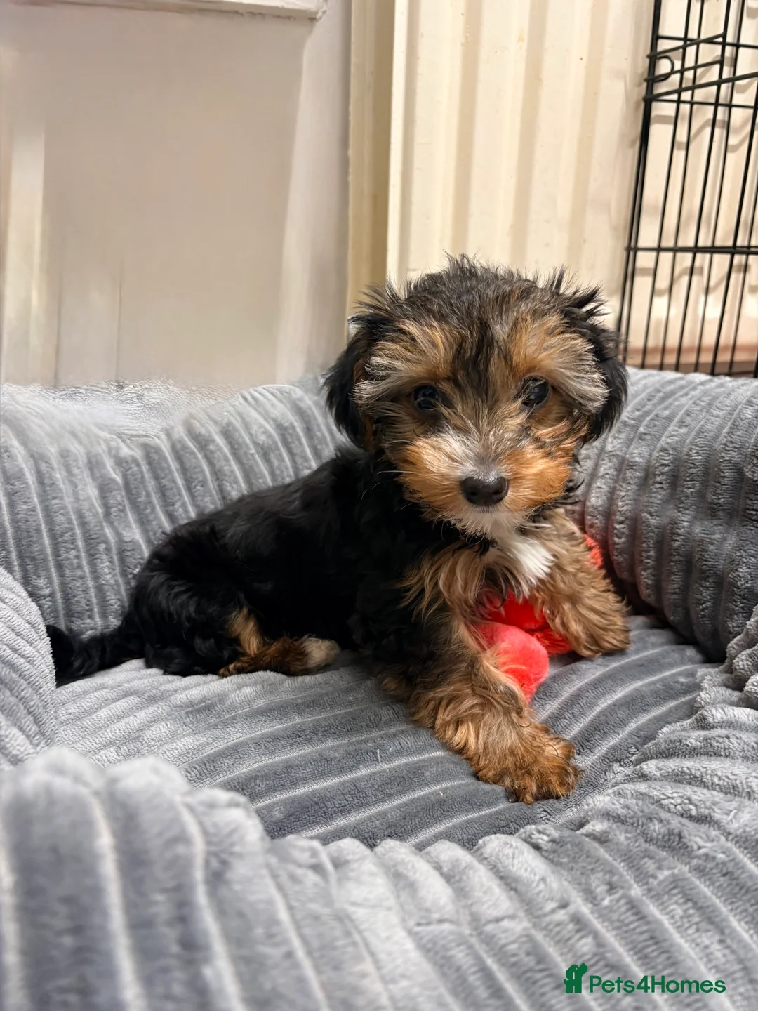 Yorkshire Terrier dogs for sale: Ready now Yorkie girl  - Advert 8