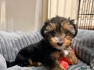 Yorkshire Terrier dogs £900 ready to go Yorkie girl - Advert 8