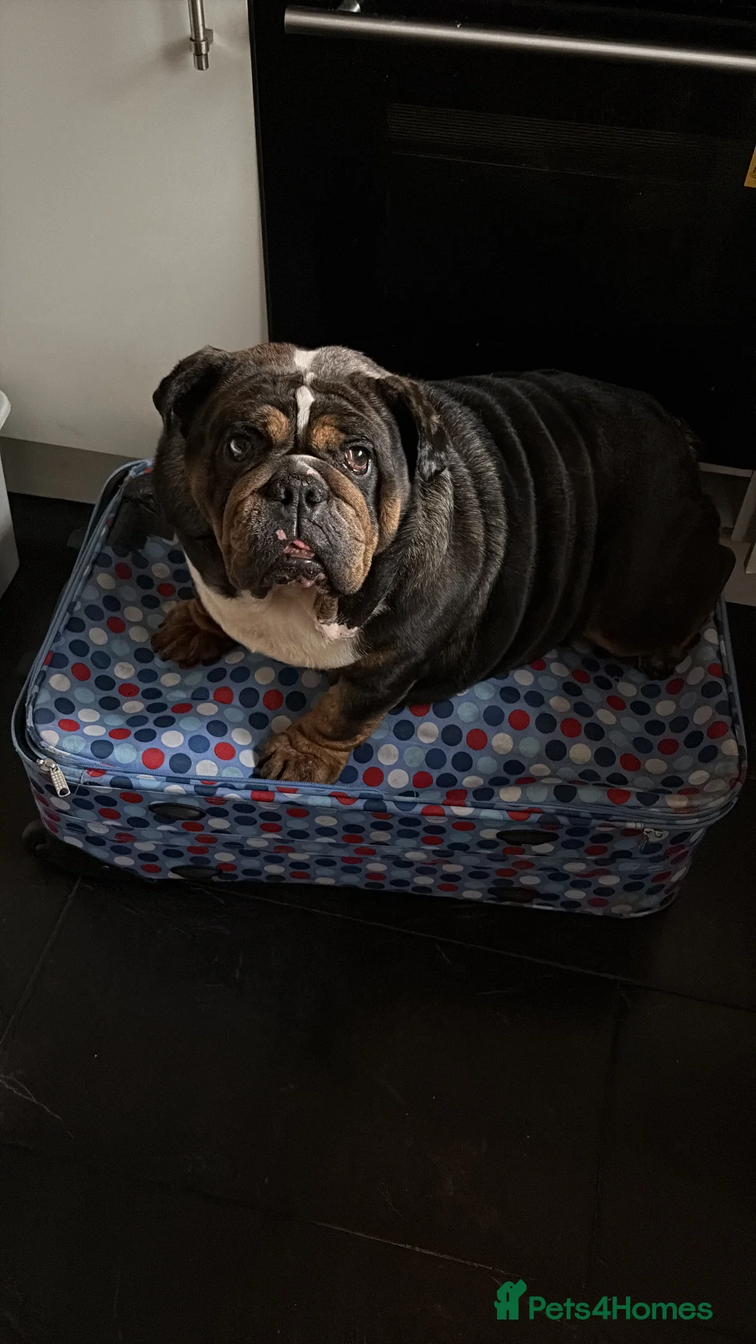 English Bulldog dogs for sale: Female 5 years old English bulldog - Advert 2