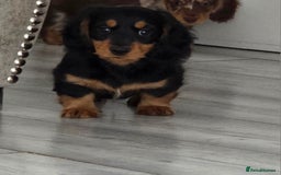 Miniature Dachshund dogs for sale: Amazing longhaired Miniature Dachshunds - Image 6