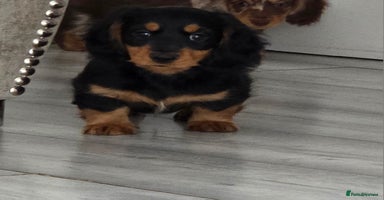 Miniature Dachshund dogs - Advert 5