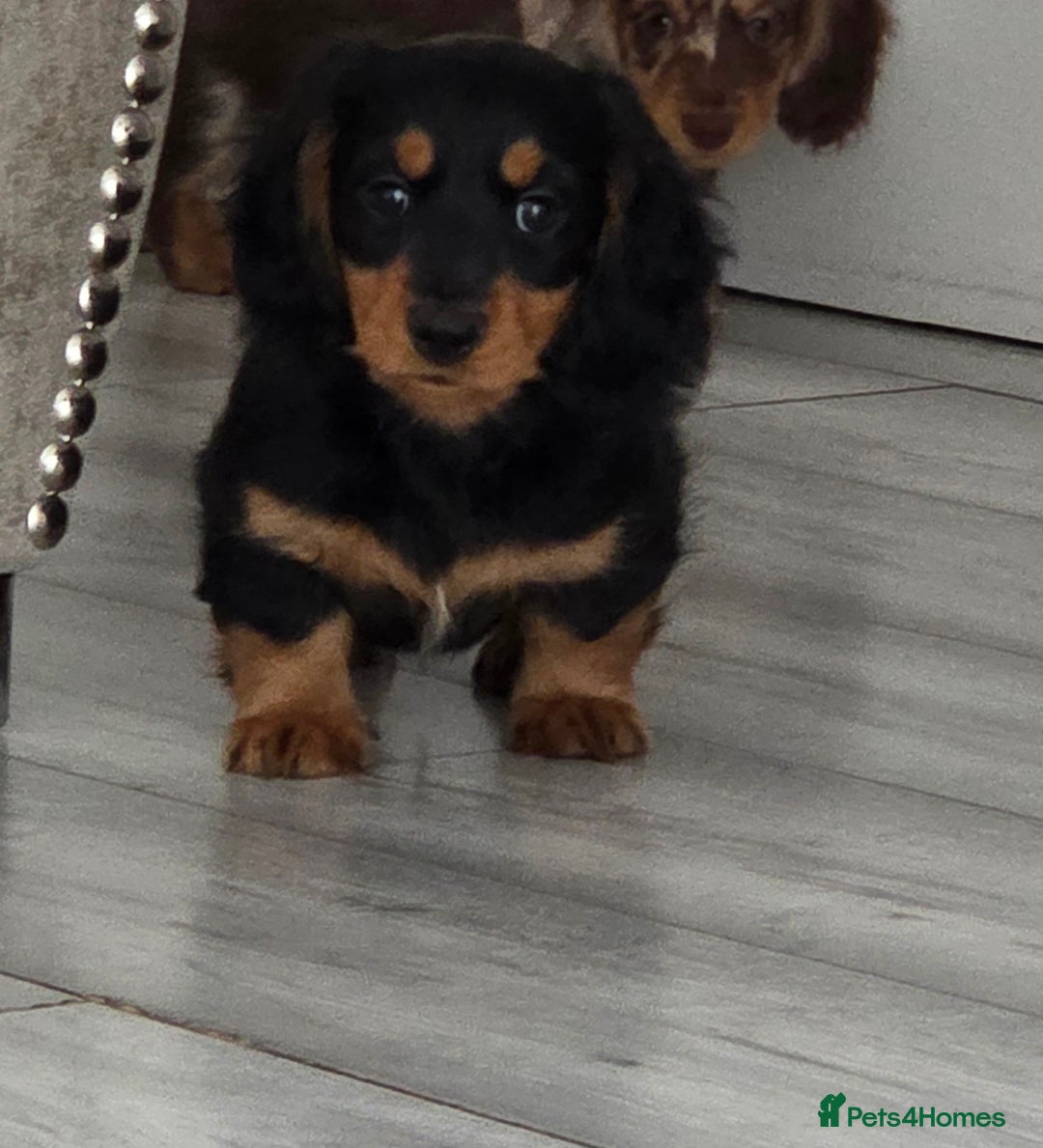 Miniature Dachshund dogs for sale: Amazing longhaired Miniature Dachshunds - Image 6