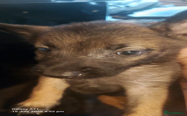 Belgian Shepherd Dog dogs for sale - Advert 1