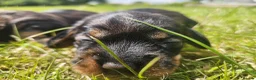 Dachshund dogs for sale: Kc registered teckel  - Advert 15