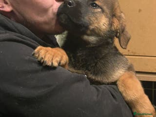 Mixed Breed dogs Masakiweiler pups - Advert 16