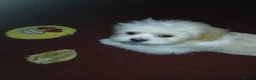 Shih Tzu dogs for sale: Shihtzu puppy 10 months old in Cradley Heath - Advert 4