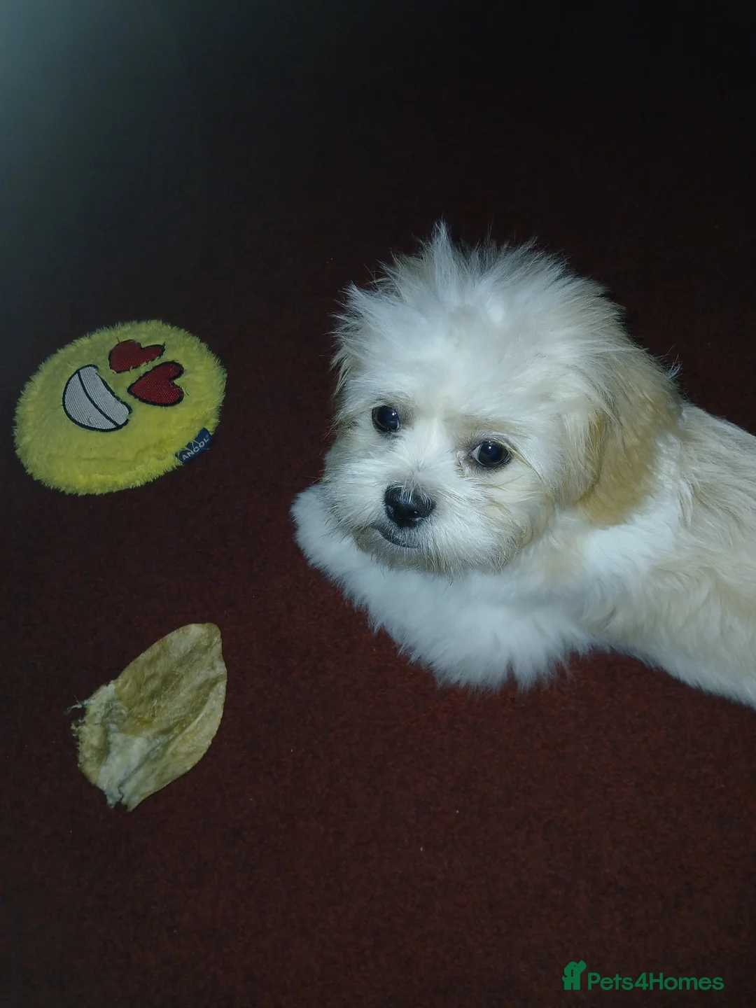 Shih Tzu dogs for sale: Shihtzu puppy 10 months old in Cradley Heath - Advert 4