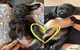 Mixed Breed dogs for sale: Last little girl! Reduced! - Image 16