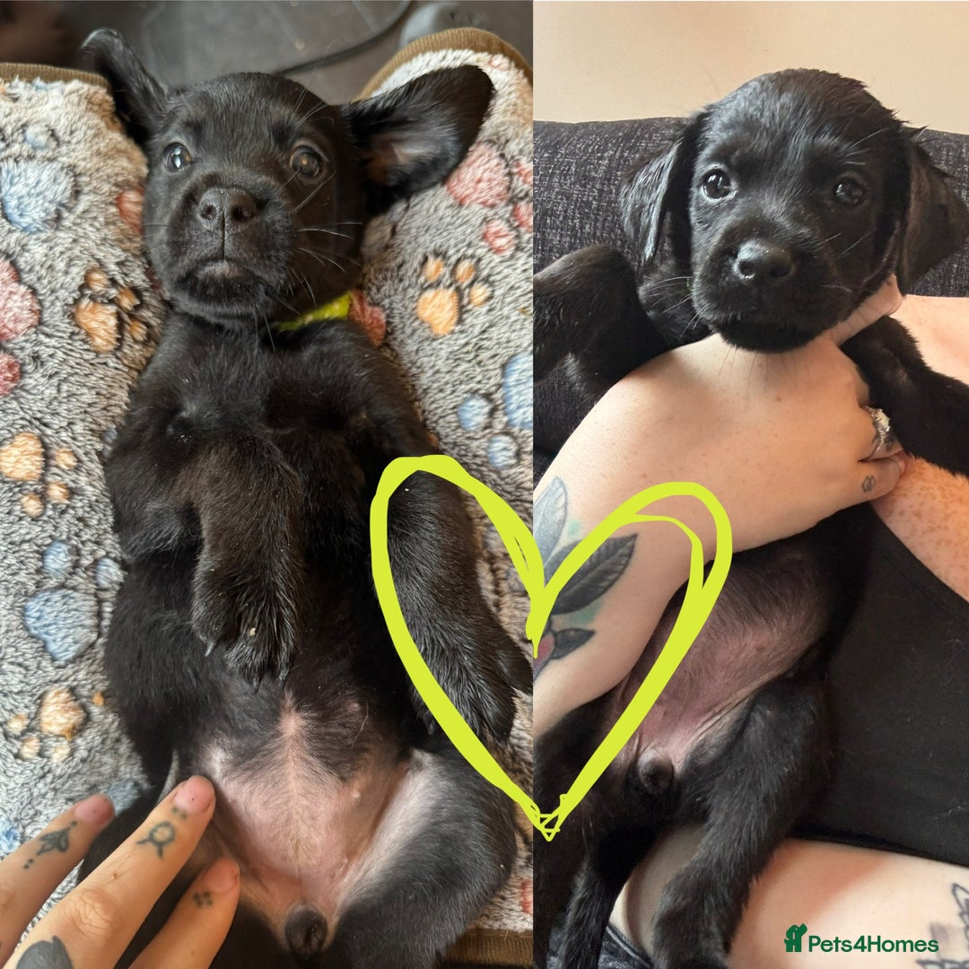 Mixed Breed dogs for sale: Last little girl! Reduced! - Image 16
