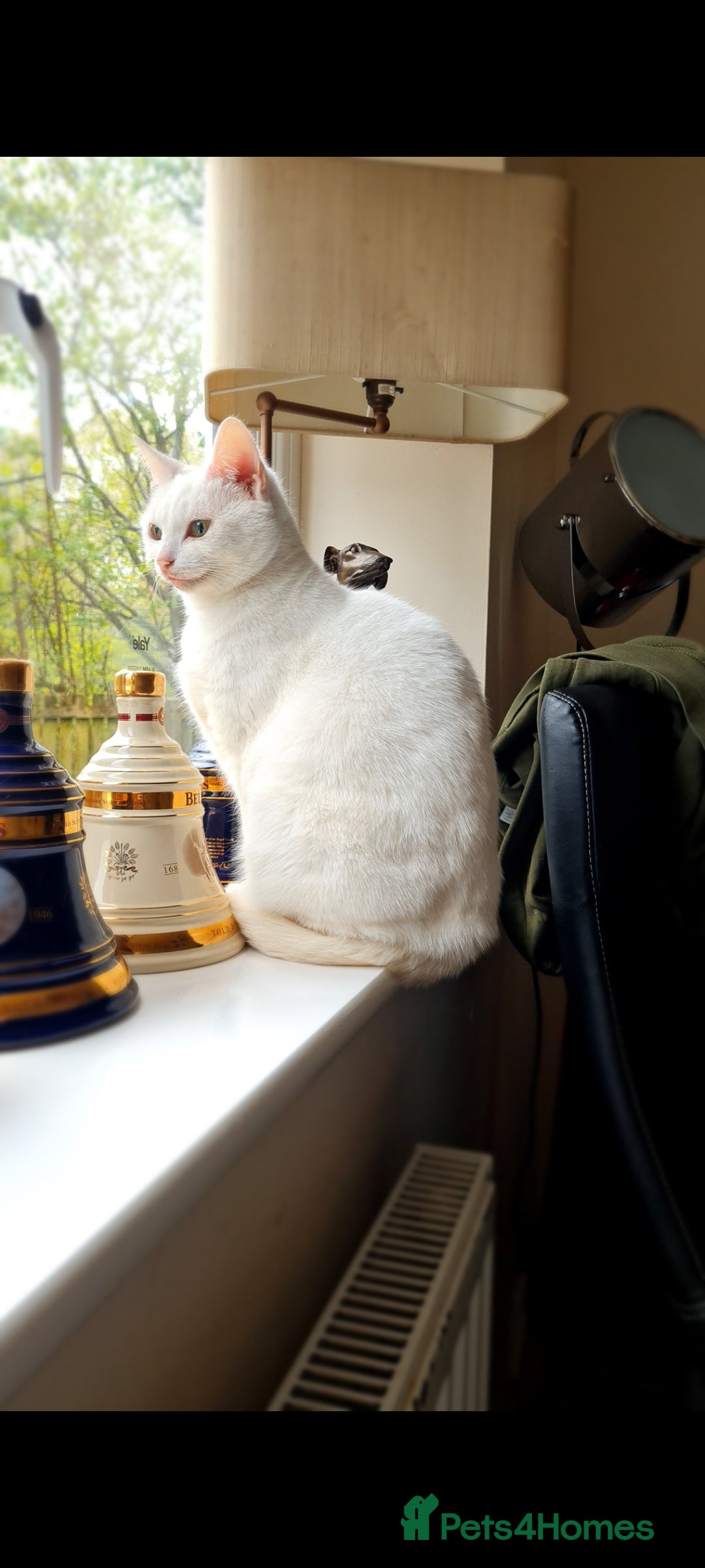 Mixed Breed cats for sale: 8 years old extremely friendly little girl - Image 4