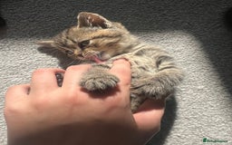 British Shorthair cats for sale: 🐾✨British Shorthair × Silver Tabby Kittens✨🐾 - Image 5