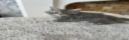 Maine Coon cats for sale: Maine coones kittens (tabby and smokes) - Advert 9