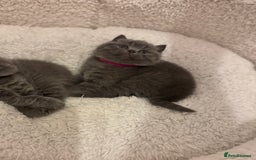 British Shorthair cats for sale: British Shorthair Blue 3 Girls GCCF registered  - Image 15