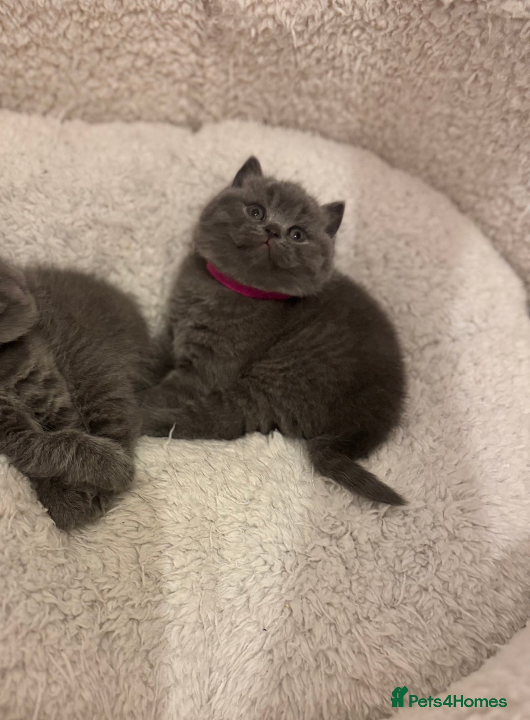 British Shorthair cats for sale: British Shorthair Blue 3 Girls GCCF registered  - Image 15