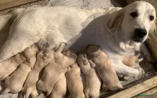 Golden Retriever dogs  Golden Retriever Puppies  - Advert 7