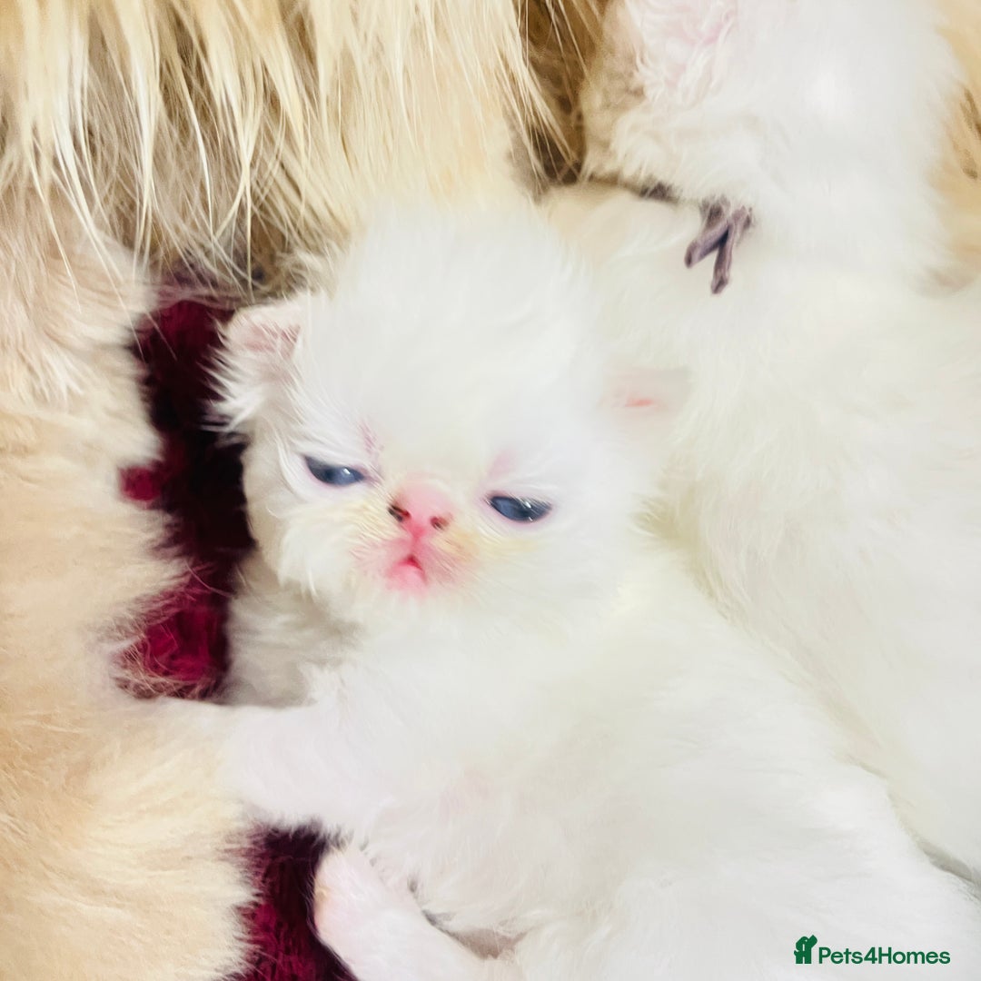 Persian cats for sale: ♥️🍃 ꨁ EXOTIC PERSIAN DOLL FACE KITTENS FOR SALE - Advert 3