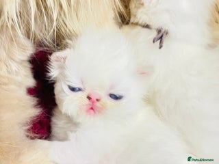 Persian cats ♥️🍃 ꨁ EXOTIC PERSIAN DOLL FACE KITTENS FOR SALE - Advert 10