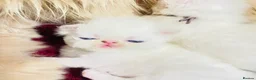 Persian cats for sale: ♥️🍃 ꨁ EXOTIC PERSIAN DOLL FACE KITTENS FOR SALE - Advert 3