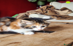 Mixed Breed cats for sale: Maine Coon/Norwegian Forest/British Shorthair X - Image 5