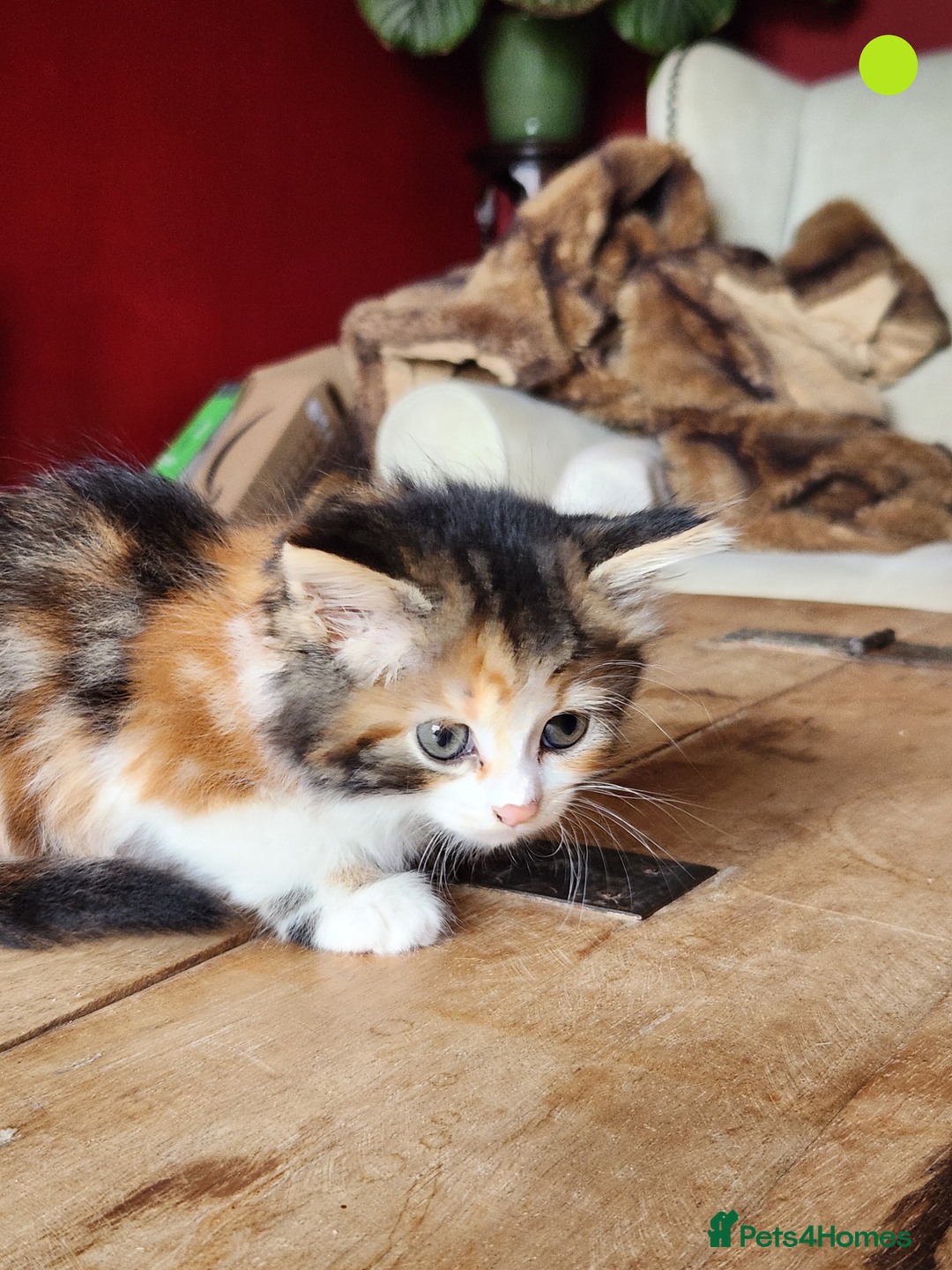 Mixed Breed cats for sale: Maine Coon/Norwegian Forest/British Shorthair X - Image 5