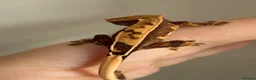 Gecko reptiles for sale: Crested gecko for sale  - Advert 4