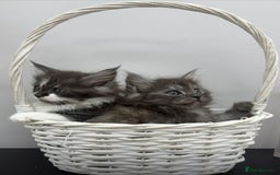Maine Coon cats for sale: Beautiful Maine coon  - Image 9