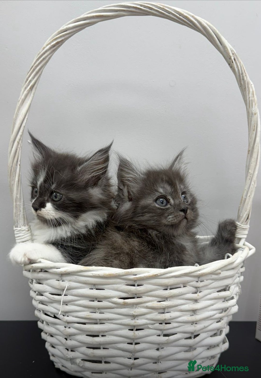 Maine Coon cats for sale: Beautiful Maine coon  - Image 9