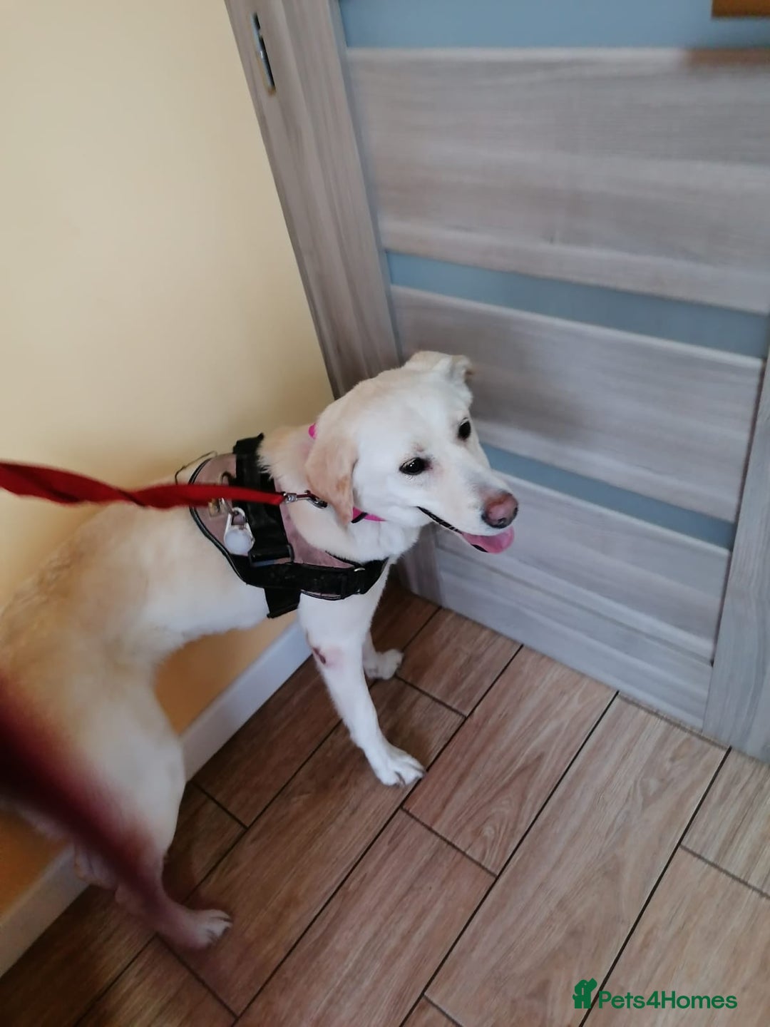 Mixed Breed dogs for adoption: ❤️🐶 HONEY – Gentle Labrador Cross Girl ❤️🐶 - Advert 3