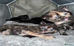 Mixed Breed cats for sale: Stunning tortoise shell kittens 9 weeks - Image 5