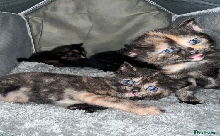 Mixed Breed cats - Advert 15