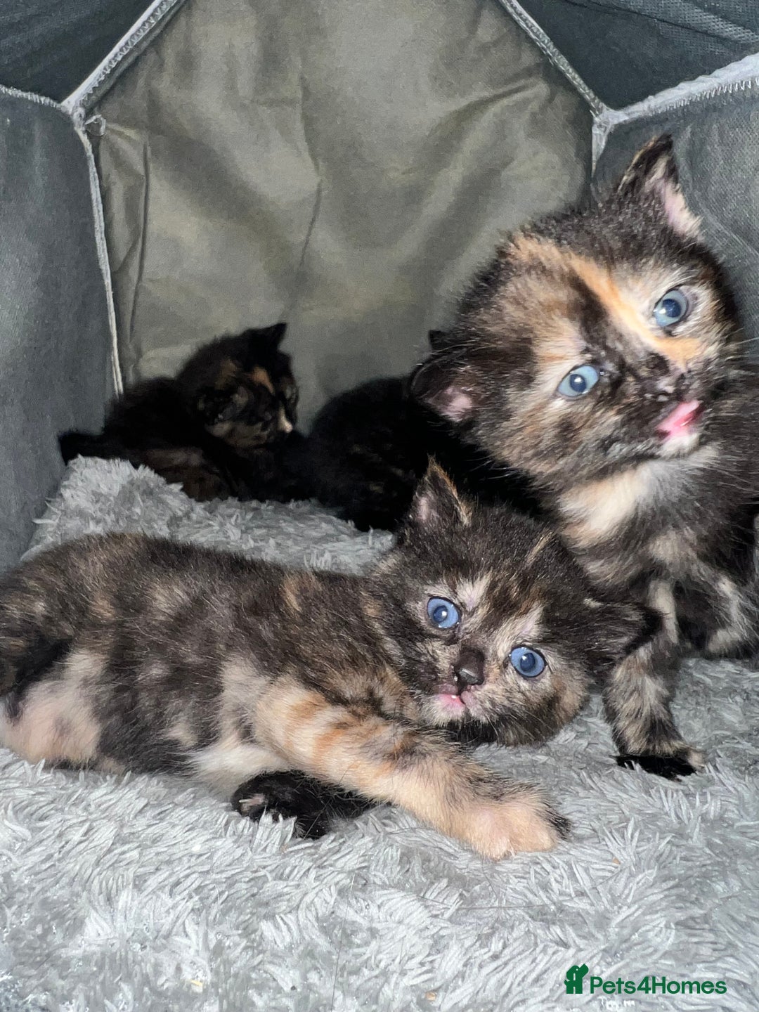 Mixed Breed cats for sale: Stunning tortoise shell kittens 9 weeks - Image 5
