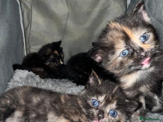 Mixed Breed cats - Advert 5