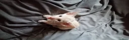 Oriental cats for sale: Oriental Siamese kittens in Sheffield - Advert 7