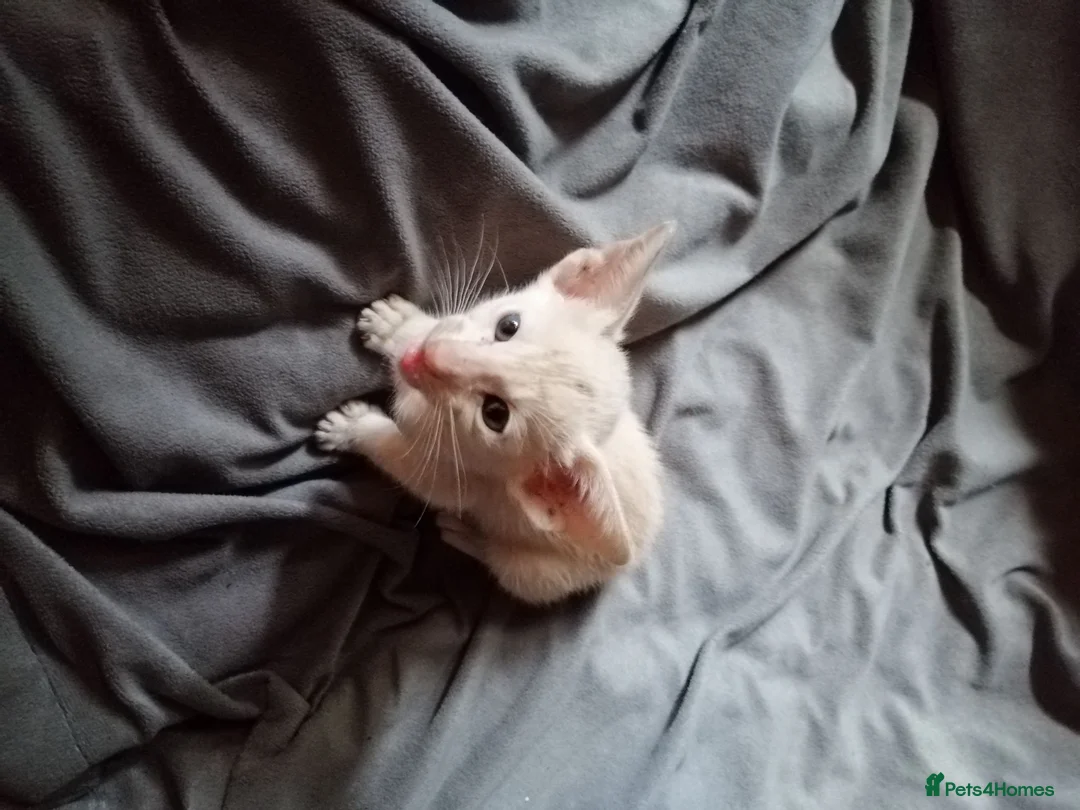 Oriental cats for sale: Oriental Siamese kittens in Sheffield - Advert 7