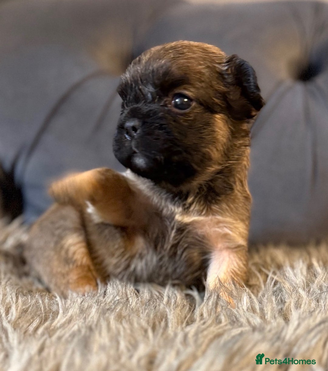 French Bulldog dogs for sale: 10 Full Fluffy French Bulldogs  - Advert 1