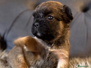 French Bulldog dogs 10 Full Fluffy French Bulldogs - Advert 1