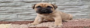 Bullmastiff Puppy 9