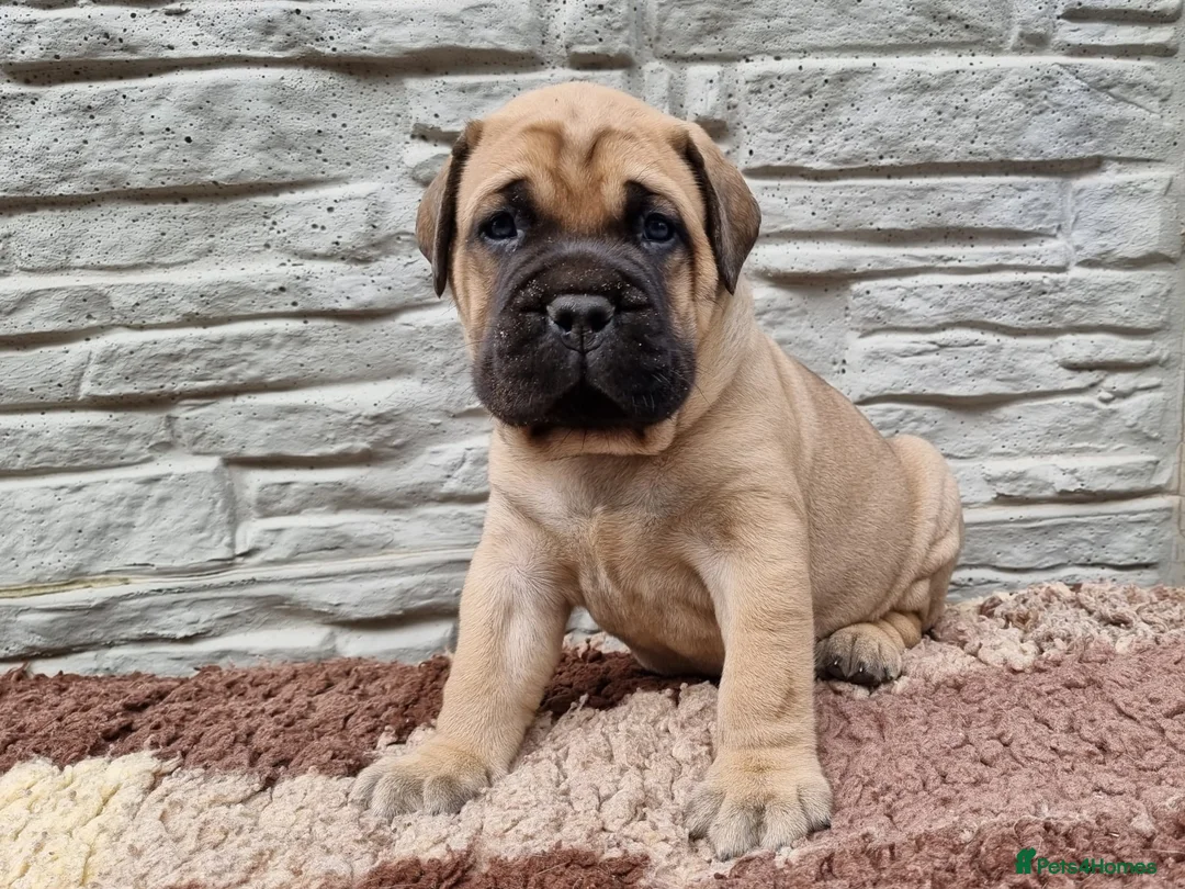 Bullmastiff dogs for sale: Bullmastiff puppies available gor new homes.. - Advert 1