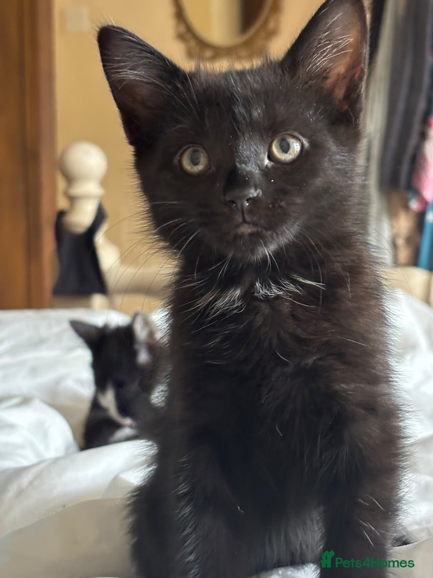 Domestic Shorthair cats for adoption: Affectionate Kittens - Adopt Cats in Crisis ELdn - Advert 17