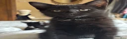 Domestic Shorthair cats for adoption: Affectionate Kittens - Adopt Cats in Crisis ELdn - Advert 3