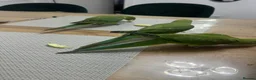 Parrots birds for sale: Alexandrine parakeet in Basildon - Advert 5